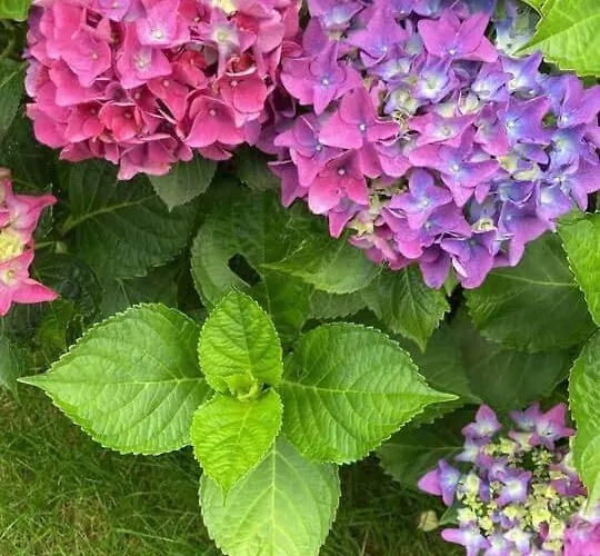 Fachwerkhaus Am Mit Fass-sauna Im Münsterland Ferienhaus *